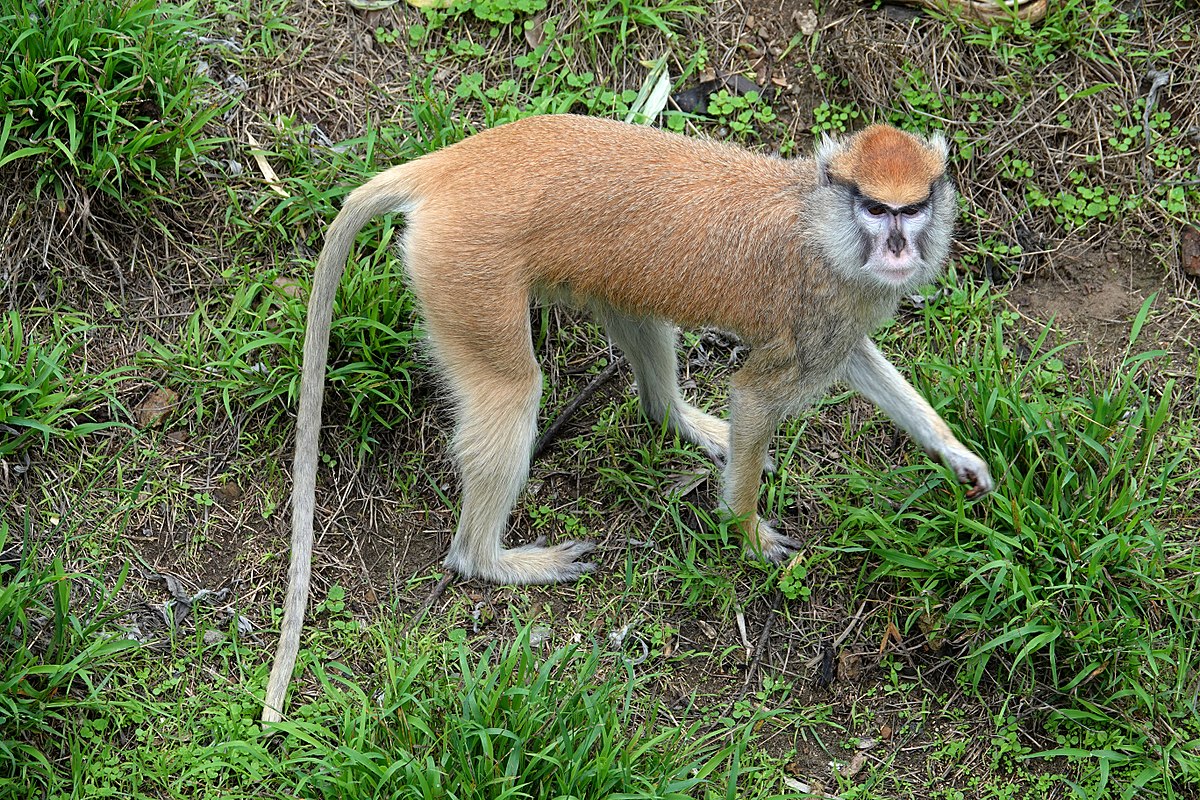 A Patas Monkey in the wild